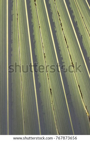 Texture of palm leaf and cooling light tone.