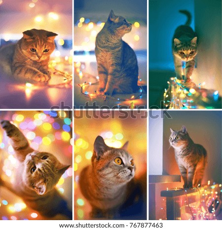 Collage. Cat and Christmas lights
