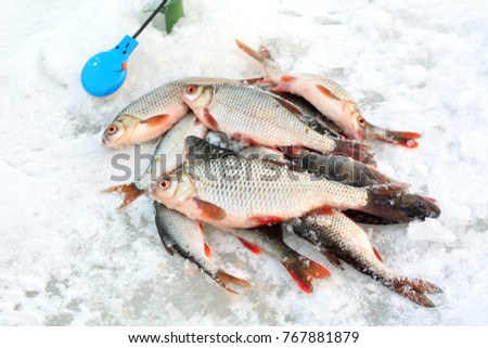 winter fishing from the ice, roach, perch