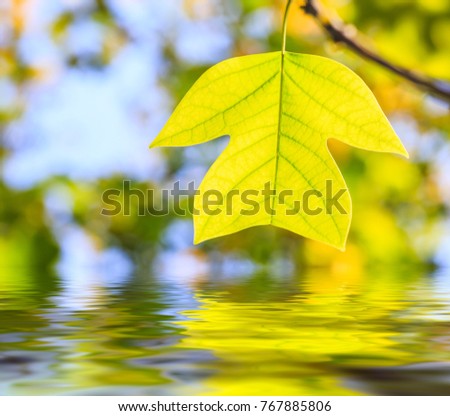 Colorful autumn leaves and water reflection nature background,liriodendron tree