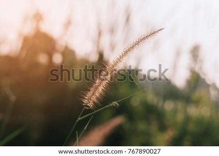 Close up flower grass and sunrise background in the morning
