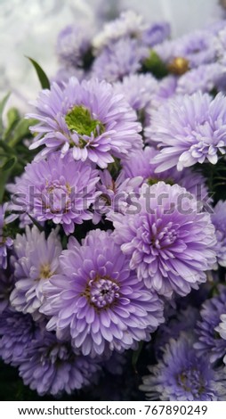 Violet aster bouquet of flowers Royalty-Free Stock Photo #767890249