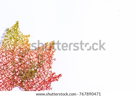 Fall leaf for Background