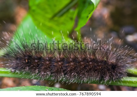 canterpillar on nature