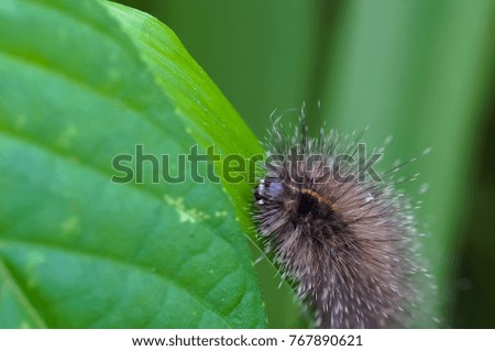 canterpillar on nature