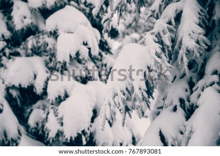 Fir pine trees under heavy snow. Closeup picture.