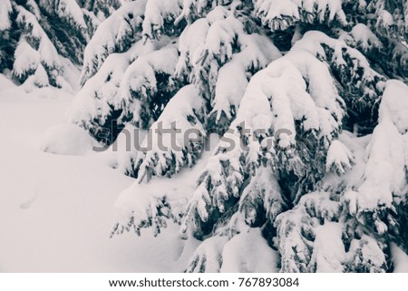 Fir pine trees under heavy snow. Closeup picture.