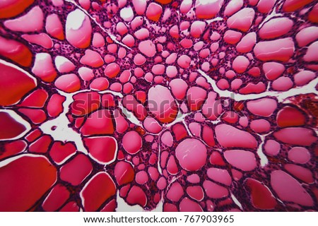 Nature pattern. Cell thyroid gland dog- large size file Royalty-Free Stock Photo #767903965