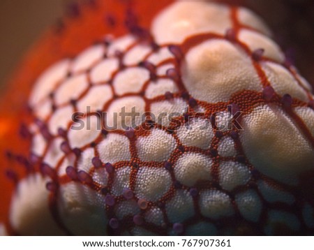 Underwater close-up photography of the  surface texture of a starfish.