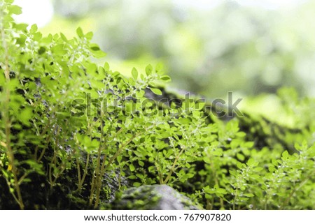 Beautyful ferns leaves green foliage natural background in sunlight.