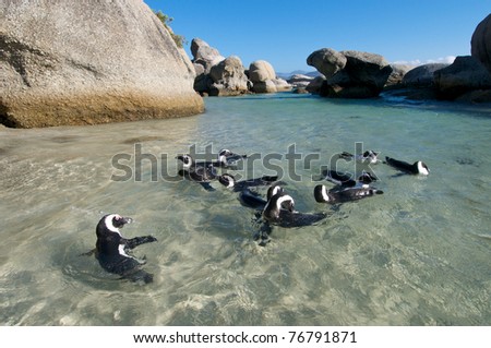 Penguin Swimming party Royalty-Free Stock Photo #76791871