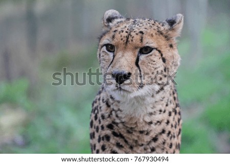 cheetah patrol portrait 