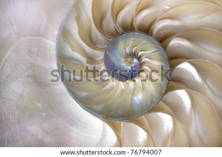 An amazing fibonacci pattern in a nautilus shell Royalty-Free Stock Photo #76794007