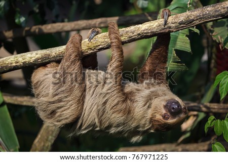 Linnaeus's two-toed sloth (Choloepus didactylus), also known as the southern two-toed sloth. Royalty-Free Stock Photo #767971225