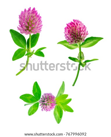 three diverse plants of red meadow or forest clover isolated on white background, ready for editing