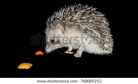 Hedgehog eat food.