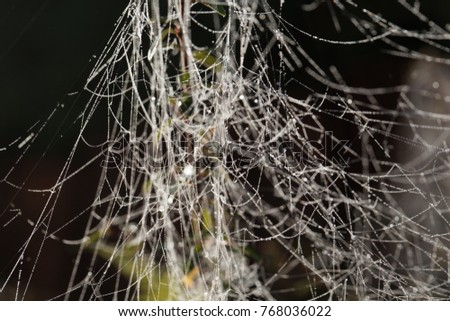 Spider webs with dew drops in sunshine.