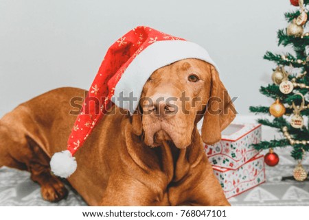 red-haired dog in a New Year's attire sits at a Christmas tree with gifts