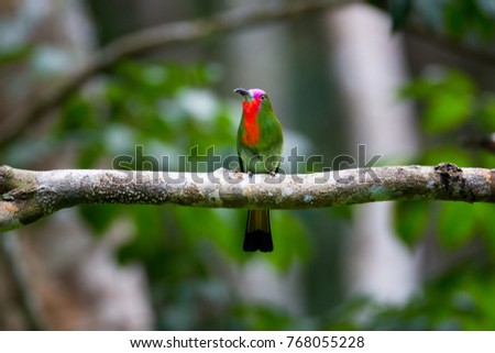 Beautiful adult male Red-bearded bee-eater (Nyctyornis amictus) sitting on the big branch in the nature, The tropical forest of Southern ,Thailand