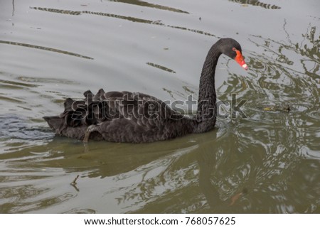 Beatiful black swan