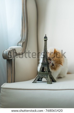 cat playing with Eiffel Tower in Paris