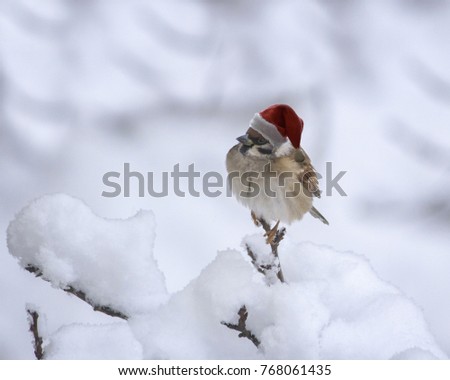 Santa Sparrow on the winter background