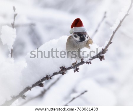 Santa Sparrow on the winter background