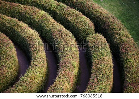 green labyrinth of trees - claustrophobia, psychology, searching for an exit
