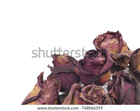 Dried Pink Rose on White Background.