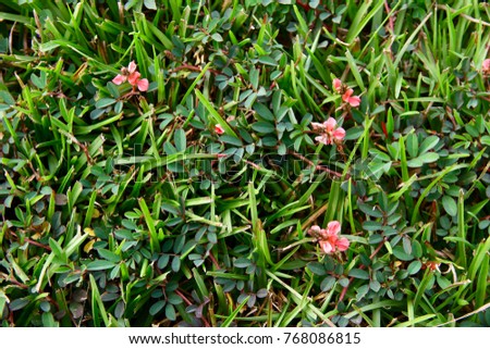 The close-up photo of the lawn with a little red grass or flower.