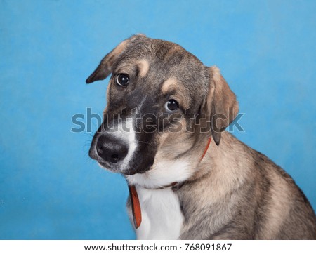 Portrait of a sad dog