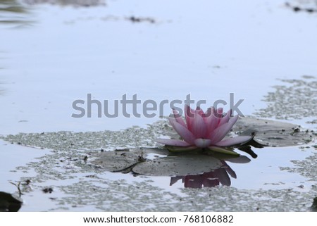 Reflection transparency pink lotus in the pond