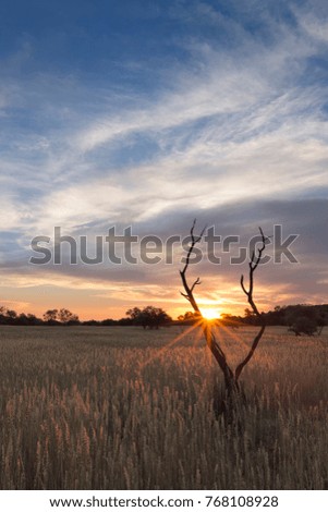 Landscape photo of a dead silhouette tree at sunset with blue sky and thin clouds