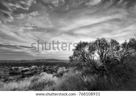 Landscape photo of a dry bushes at sunset with blue sky and thin clouds artistic conversion