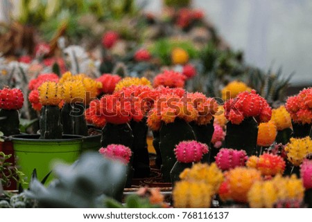 Beautiful colourful cactus in pot