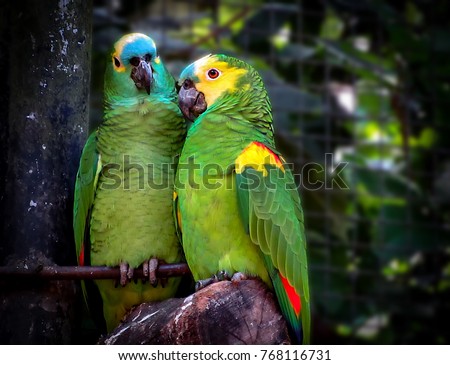 Couple of Turquoise-Fronted Amazons (Amazona aestiva) in love