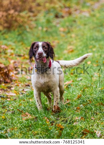 Springer Spaniel Looking at camera with tongue hanging out 