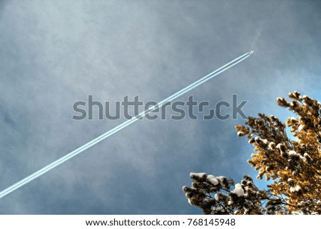 Trace of air plane in blue sky on the background of coniferous tree.