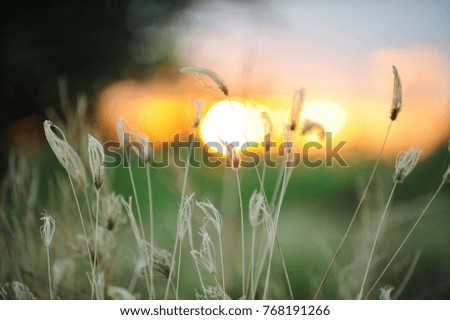 
Grassy flowers with light bokeh at sunset.