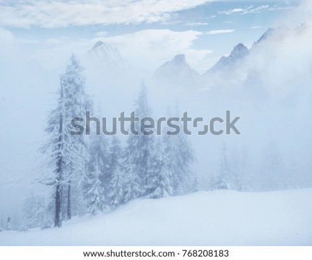 Mysterious landscape majestic mountains in winter. Magical snow covered tree. Photo greeting card. Carpathian Ukraine. Happy New Year.