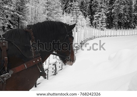 Horse trotting in winter land