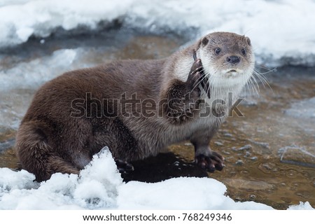 European otter on a frozen stream holding a piece of wood like a phone
