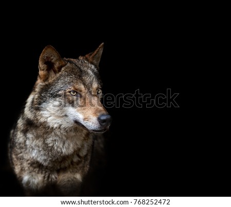 Wolf, black background, portrait