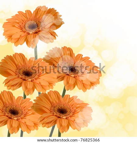 Orange gerberas on a yellow blurred background