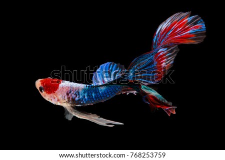 Fish biting on a black background.