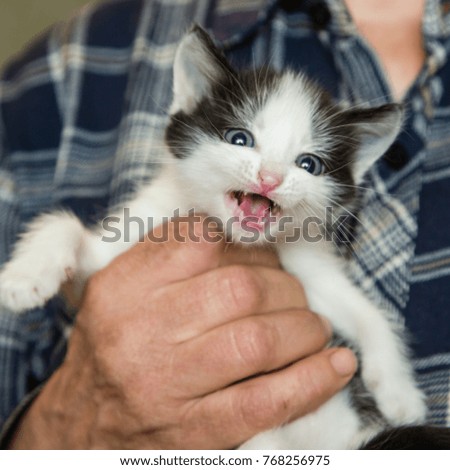 little kitten in the hands of his grandfather , close-up