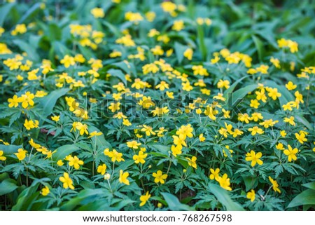 close up of small cute yellow flowers blooming in garden under sunlight in summer day. natural flower background.  