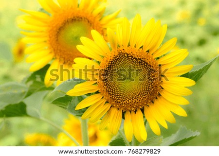 Bright yellow sunflowers on blurred green background