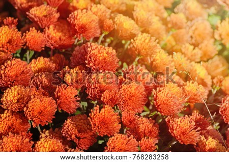 Red chrysanthemum. Beautiful autumn flower in a garden decor. Floral background for your design.