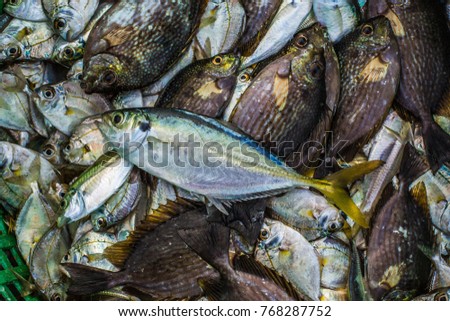 Fish Sea Seafood Many fish